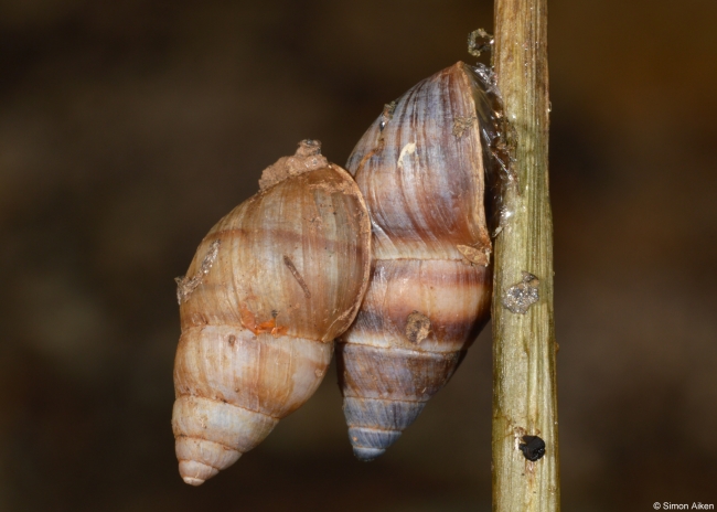 BULIMULIDAE , Bulimulus guadalupensis